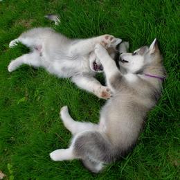 Alaskan Malamute Puppies from Delphi Alaskan Malamutes
