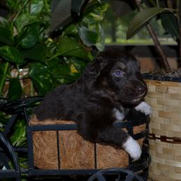 Tucker - Red tri-color male Australian Shepherd puppy in Marshall, Texas from Flying S Aussies