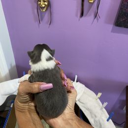 Chihuahua Puppies from King Chihuahuas