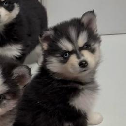 Champagne - Red and white female Pomsky puppy in Spring Hill, Florida from PDQ Pomskies