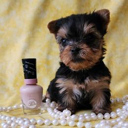 Girl 1 - Black and tan Yorkshire Terrier puppy in Salem, Missouri from Tiny Tot Yorkies