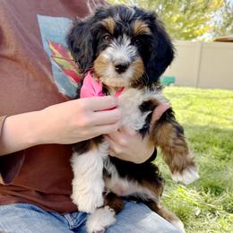 Churro - Tri-color female Bernedoodle puppy in Roy, Utah from Doodles are Amazing
