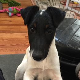Smooth Fox Terriers from High Mountain Smooth Fox Terriers