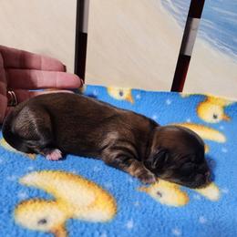 Mahogany - Brown female Shichon puppy in Imperial, Missouri from Shichon Teddybear  puppies of Miss