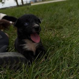 Layla - Black tri-color female Australian Shepherd puppy in Ridgeville, Indiana from McCord’s Standard Aussies