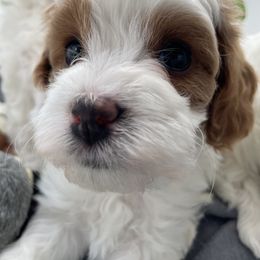 Cavapoo Puppies from Ellas.Pups
