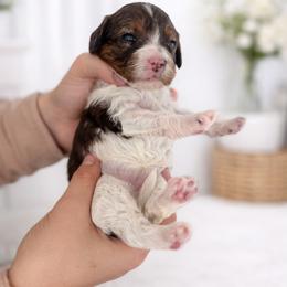Cavapoo Puppies from Son Kissed Puppy Co