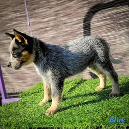 Anatolian Shepherd Dog and Australian Cattle Dog Puppies from 4D Cattle Dogs