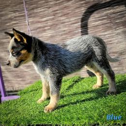 Anatolian Shepherd Dog and Australian Cattle Dog Puppies from 4D Cattle Dogs