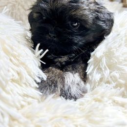 Brindle Female - Brindle female Shih Tzu puppy in Mendenhall, Mississippi from Hollingsworth Shih Tzus