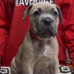 Red collar - Fawn female Cane Corso puppy in Clewiston, Florida from Far From Average Kennels