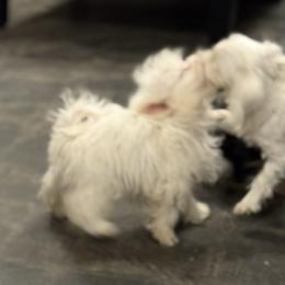 Taki - White male Maltese puppy in Calhan, Colorado from Millennium Falcon Kennels