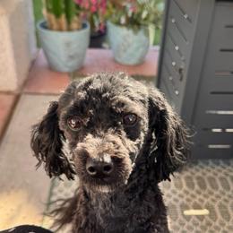Chai - Poodle