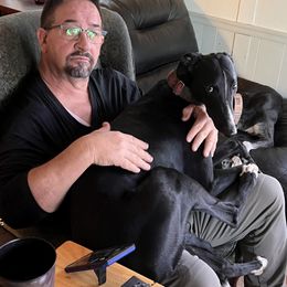 Greyhound Puppies from ARK Kennels
