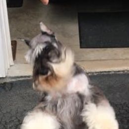 Miniature Schnauzer All Grown Up from Crown Point Miniature Schnauzers