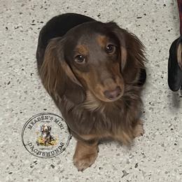 Waylon - Dachshund
