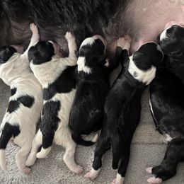 Bernedoodle puppies from Colorado Bernedoodle Babies