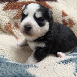 Star - Black and white female Pomsky puppy in Auburn, Washington from Periwinkle Pomskies