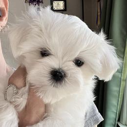 Maltese puppies from Iron Angel Maltese
