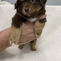 Miniature Australian Shepherd Puppies from Talbot's Mini Aussies
