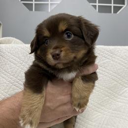Miniature Australian Shepherd Puppies from Talbot's Mini Aussies