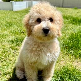 Snuggly Sis' - Light Green - Girl - Yellow and white female Bernedoodle puppy in South Jordan, Utah from Ellas.Pups (Bernedoodles & Cavapoos)
