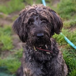Bailey - Labradoodle