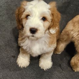 Grumpy - Gold and white male Tibetan Terrier puppy in Dorena, Oregon from West Coast Tibetans