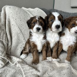 Bernedoodle, Goldendoodle, and Golden Mountain Doodle Puppies from Sonoran Standard Doodles