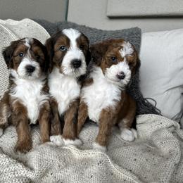 Bernedoodle, Goldendoodle, and Golden Mountain Doodle Puppies from Sonoran Standard Doodles