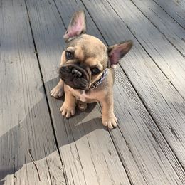 French Bulldog Puppies from Bleu Rock French Bulldogs