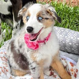 Toy Australian Shepherd All Grown Up from Under the Oak Aussies