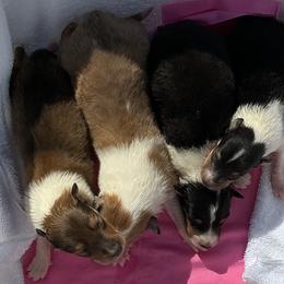 Girl 3 - female Collie puppy in St Stephens, Wyoming from Desert Kennels