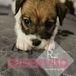 Girl 1 - White and tan female Russell Terrier puppy in Harvel, Illinois from Ruff and Tumble Russell Terriers