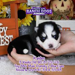Kaiden - Black and white male Pomsky puppy in Humeston, Iowa from M.A.R. Dogs
