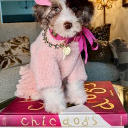 Peach - Chocolate merle female Bernedoodle puppy in Curtice, Ohio from The Pink Doghouse