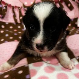 Hurdy Gurdy - Black tri-color female Australian Shepherd puppy in Bennett, Colorado from Alolan Angel Aussies