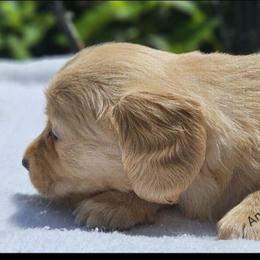 Leon - Red male Dachshund puppy in Ben Wheeler, Texas from Anytime Dachshunds by D.B.