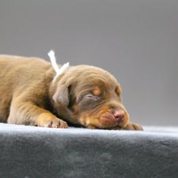 Rhaenyra - 5350 - Red and rust female Doberman Pinscher puppy in Rockwall, Texas from Elitehaus