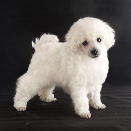 Poodles from Lolaland