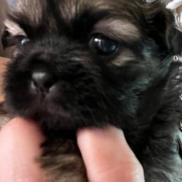 Shih Tzus from Portlandia Shih Tzu