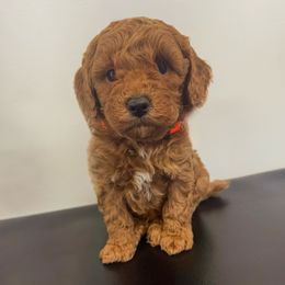 Orange collar male - Red  male Poodle puppy in Henefer, Utah from Mountain Valley Poodles