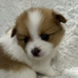 Pomeranians from Pom Frenzy