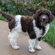 Newfypoo puppies from Green Acres Newfypoos