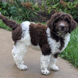 Newfypoo puppies from Green Acres Newfypoos