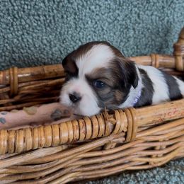 Blossom - Black and white female Companion Cross puppy in Fresno, Texas from Leslie’s Shih Tzus