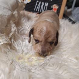 Brown and white 2 - Dapple female Dachshund puppy in Gordon, Georgia from Long Dogs Yellow Farm