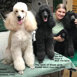 Poodle All Grown Up from Tiara Standard Poodles