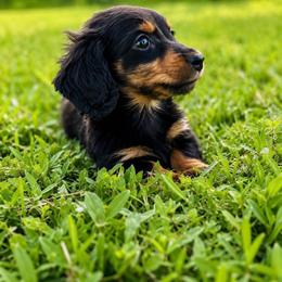 Orion - Black and tan male Dachshund puppy in Venice, Florida from Crowline Kennels
