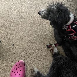 Aussiedoodles, Bernedoodles, and Goldendoodles from Lyon and Luna Goldendoodles Bernedoodles